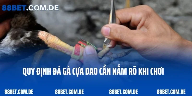 Quy định đá gà cựa dao cần nắm rõ khi chơi